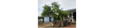 143. திருமருகலும் செங்காட்டக்குடியும்